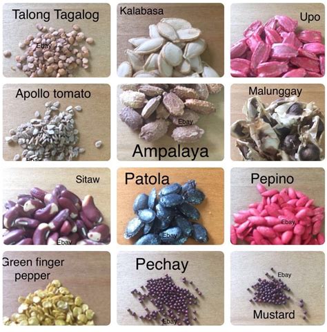 seeds in Tagalog .